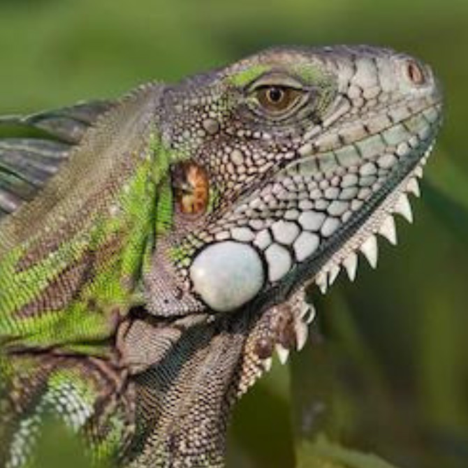 iguana up close