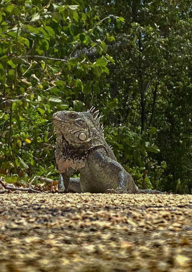 iguana Caribbean travel
